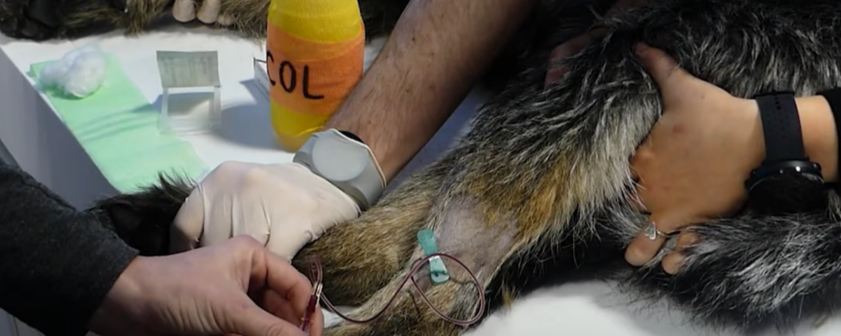 immagine di prelievo sangue nel cane con provette vacutainer